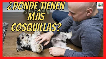 ¿Dónde tienen más cosquillas los perros?