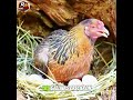 El Secreto De Sus Gallinas Sorprendió A Todos