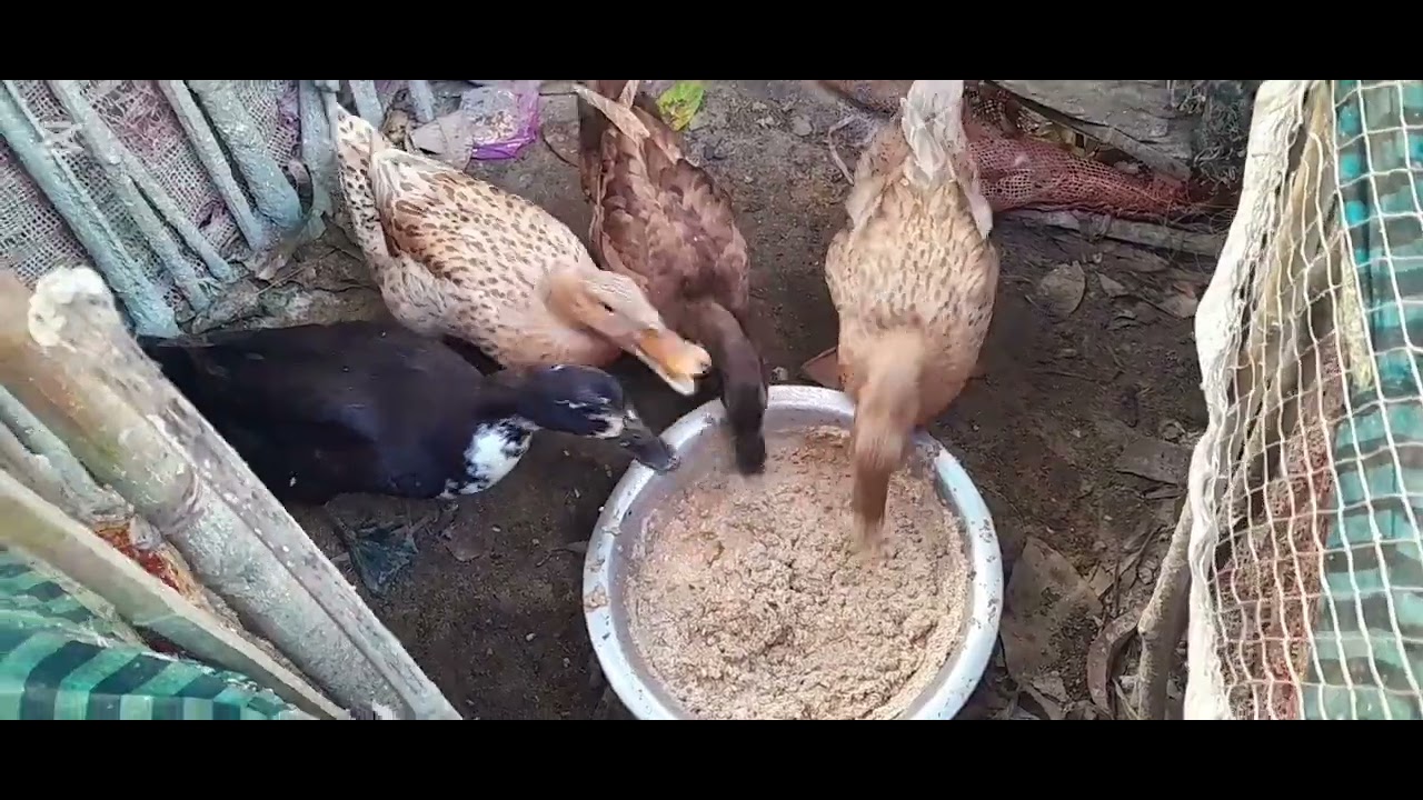 রবিবার আসলেই কেন মাথা ঘুরিয়ে যায়।।আমাদের বাড়িতে রবিবারে কে কী কাজ করছেন