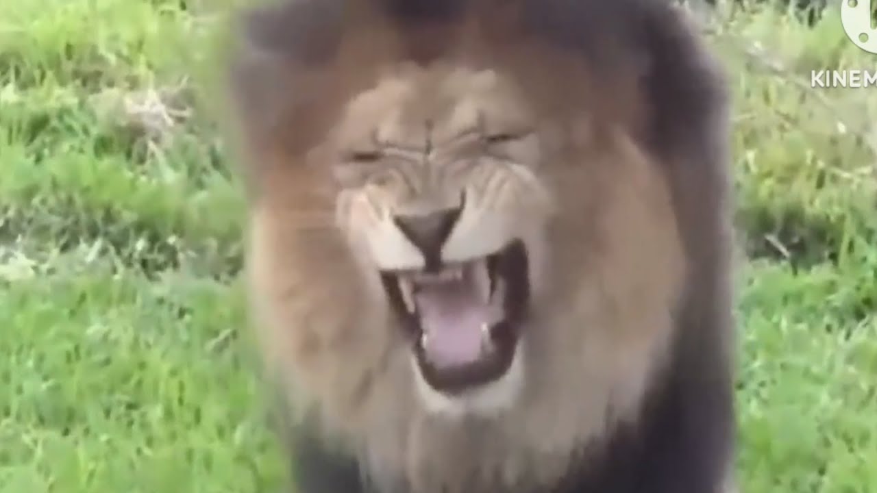 Lion Pranks on dogs dogs lions pranks comedy laughs YouTube