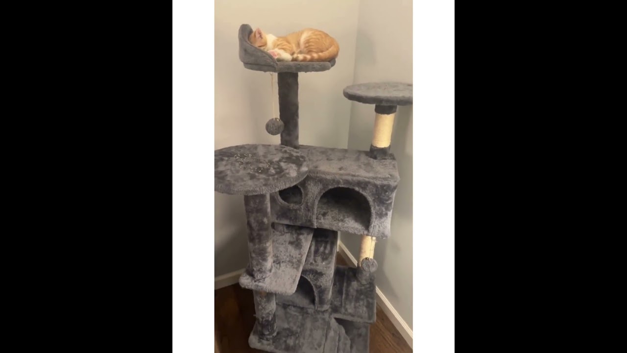 Best Affordable Cat Tower 2025 | Amazon Pet Furniture Review & Setup