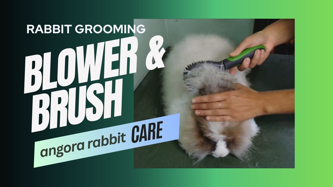 Unedited blower and brushing of angora rabbit. Easy and fast grooming routine prior to shearing