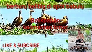 Berburu belibis di spot babulu kalimantan timur