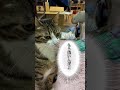 次男を追いかけられない球太。ロングバージョンもあるよ #cat #tiktok #イカ耳 #保護猫 #猫 #猫のいる暮らし #家族 #癖強い #恋人 #球太