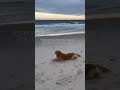 Golden Retriever has the best day when he finds a tennis ball on the beach!