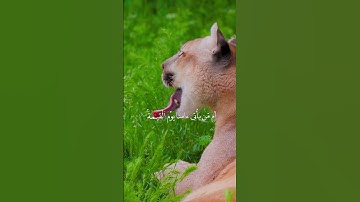 من الآية 40 من سورة فصلت بصوت الشيخ #رعدالكردي