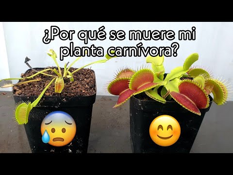 Vídeo: Què és una butterwort: obteniu informació sobre el cultiu de butterwort carnívors