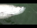 Tarpon fight finished at boat