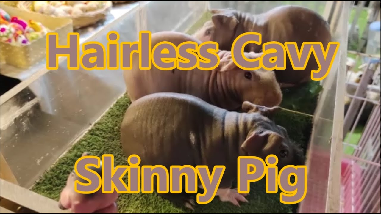 Meet the Mini Hippo! Skinny Pig (Hairless Cavy) Cuteness and Unique Personality