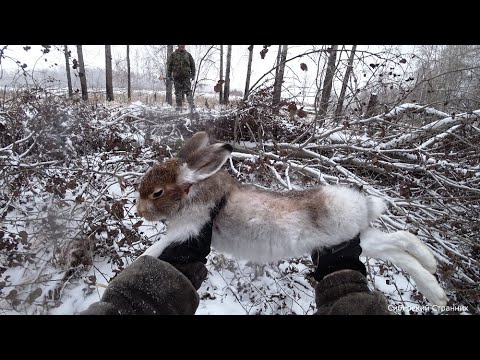 Охота на беляка 2020. Зайца много.