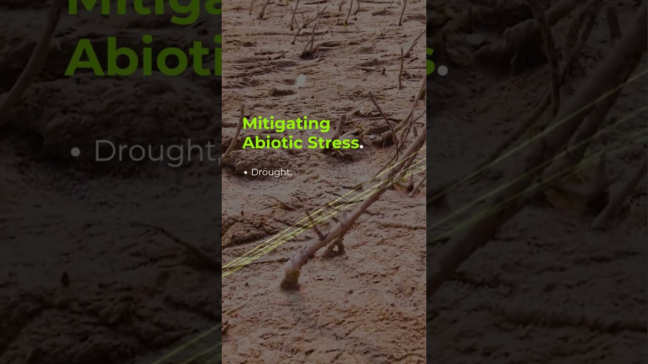 Your all-in-one partner to combat abiotic stress | 