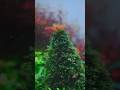 I grew a Christmas tree underwater #aquarium #freshwateraquarium #aquascaping #fishkeeping