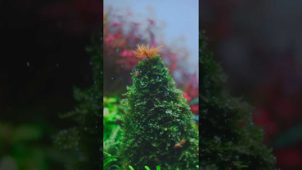 Я вырастил рождественскую елку под водой 