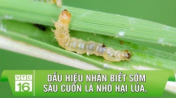 Dấu hiệu nhận biết sớm sâu cuốn lá nhỏ hại lúa | VTC16