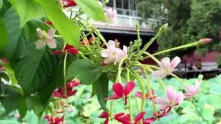 台北植物園\/使君子