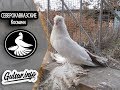 СЕВЕРОКАВКАЗСКИЕ КРАСНОХВОСТЫЕ ГОЛУБИ /  PIGEONS / TAUBE