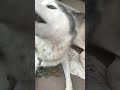 飼い主の手を愛しているシベリアンハスキー