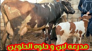 احسن بقره والده وكسره جوز و بثمن لا يصدق سوق كفر الشيخ اليوم 12/16