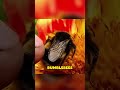 Bumblebees are the rare "chonkers" of the bee world  #trend #animals #facts #monkey