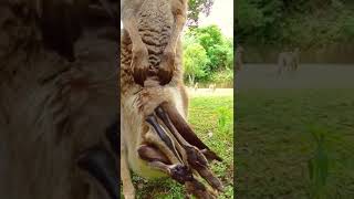 Shy Baby Kangaroo In Pouch - Animal Best Moments