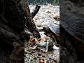 Cat and turtle 🐢😿 #cutecat #kitten #turtle #shorts #trending