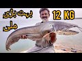 12 kg Monster Cat Fish | Lamdor Fishing | Best Fishing Video | Mangla Dam Fishing | Muhammad Saad