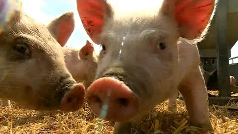 Bacteriophages used Instead of Antibiotics on Pigs