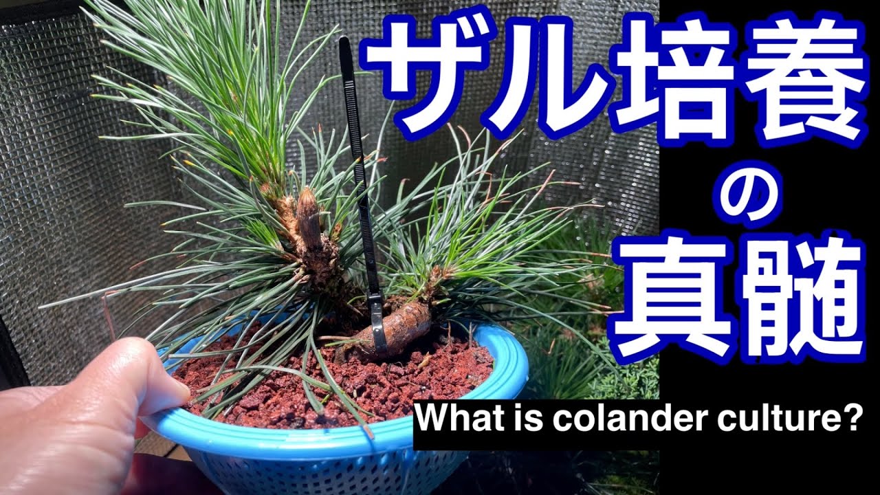 #8黒松ザル培養の真髄を知る！！/ The essence of colander culture