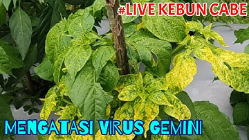 Mengobati virus gemini / bulai metode mas udin profesor cabe