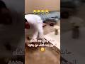 شوف لحويه لحويه شغل Funny Shorts Viral 
