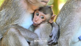 One Hug, A Thousand Emotions Sweetie Monkey Monkey-10K