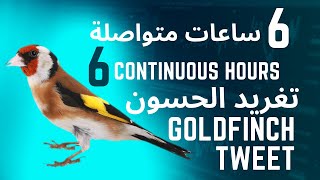 افضل مقطع لتعليم و تسميع فراخ الحسون  The best clip for teaching goldfinch chicks - ست ساعات متواصله