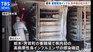 栃木で鳥インフル感染のニワトリおよそ５０％を殺処分