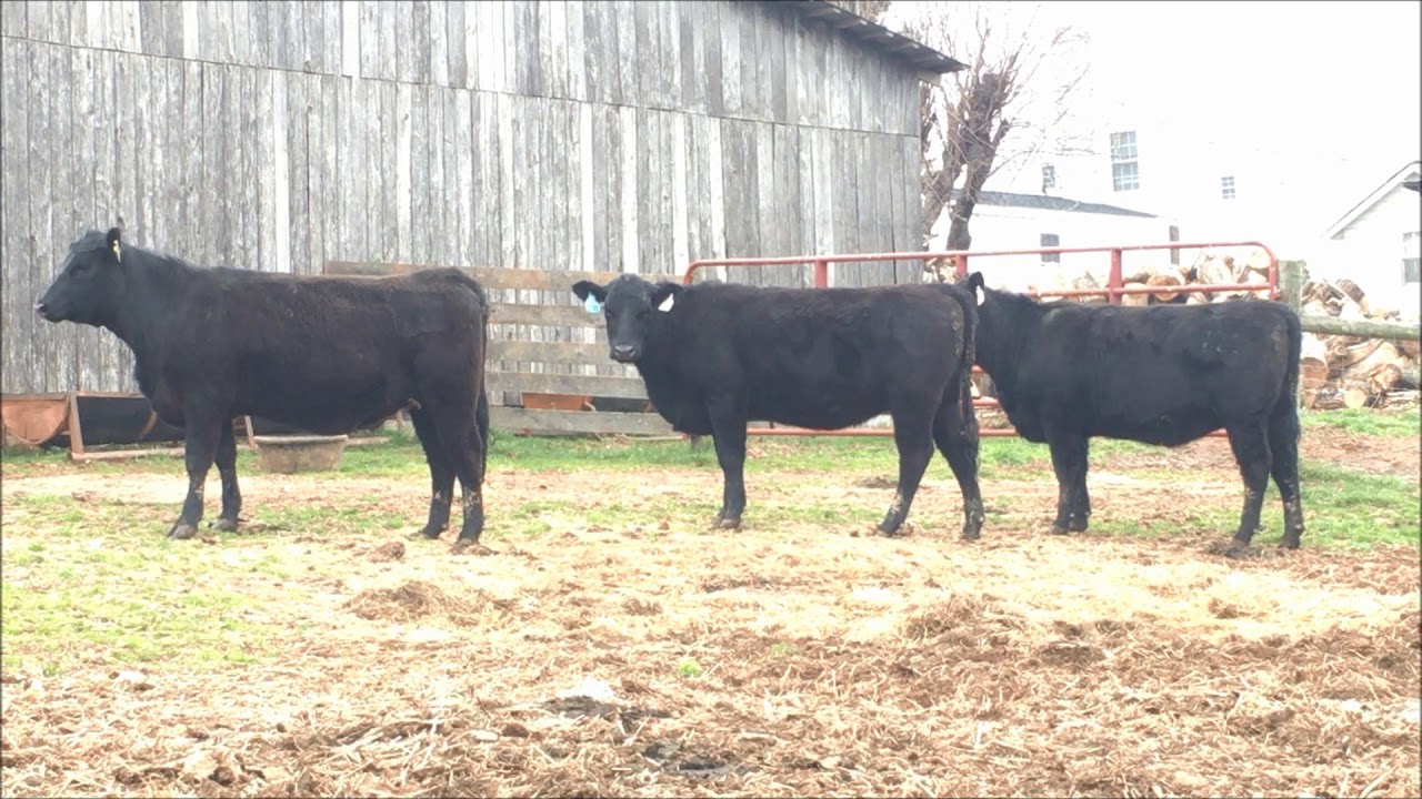 Lot 1 Wilmoth Farms - YouTube