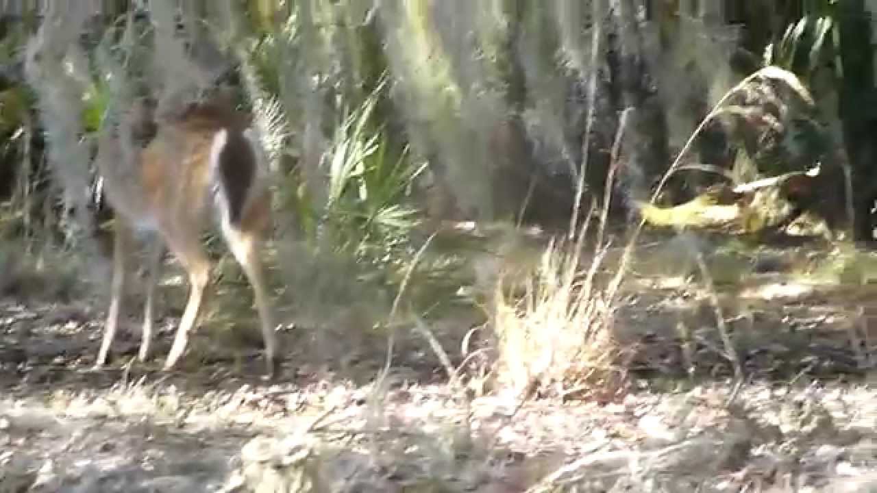 20150220 094706 5 Deer in Prairie Lakes Unit of the Three Lakes WMA