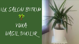 İlk Salon Çi̇çeği̇m Yuka Nasil Di̇ki̇li̇r Ünlükvlog