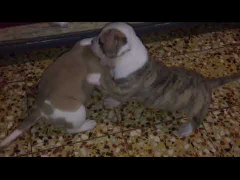 Bebe Bouledogue Americain Youtube Bebe Bouledogue Americain Youtube