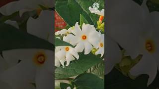 हरसिंगार/ पारिजात का पौधा लगाए छत पर गमले में | terrace Gardning| flower 🌹