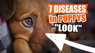 7 Common PUPPY DISEASES and how to PROTECT them🐶