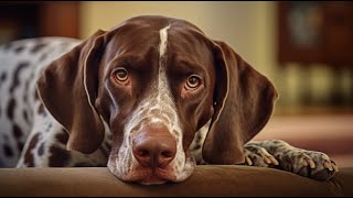 Crate Training a German Shorthaired Pointer Puppy Tips and Tricks