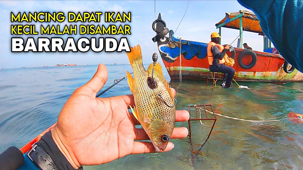 REAL PREDATOR PENGUASA LAUTAN‼️NIAT MANCING IKAN KECIL MALAH KENA HAJAR PREDATOR PENGUASA LAUT SINI