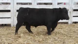 Lot 95- AK Net Worth M259