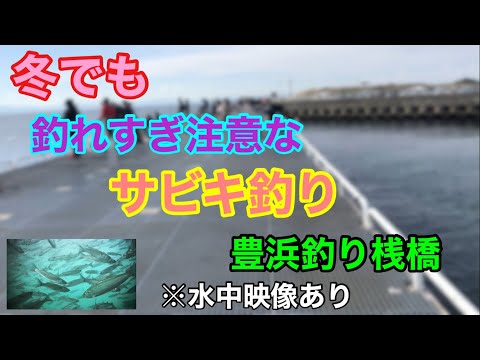 冬でも釣れすぎ注意なサビキ釣り 豊浜釣り桟橋