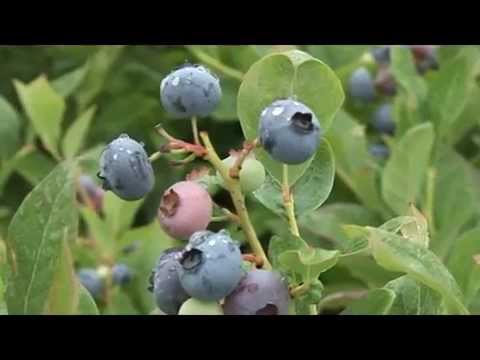 Video: Gnojenje Borovnica: Gnojidba Vrtnih Borovnica U Jesen I Proljeće, Poljskim I Drugim Gnojivima