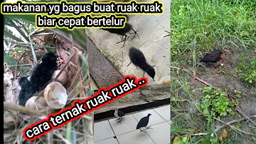 Cara ternak Burung ruak ruak/wak wak 2022