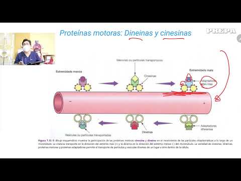 Video: ¿Qué proteínas motoras son responsables del movimiento?