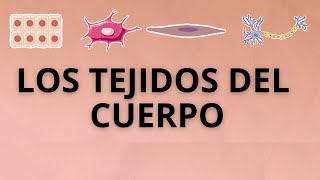 Cuáles Son Los Cuatro Tejidos Del Cuerpo Humano? - Enterarse