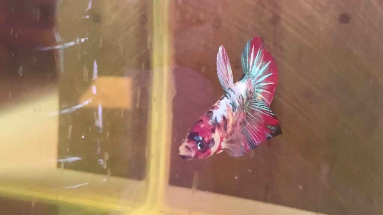 Gaint multi siap untuk di Breeding