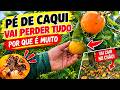 FUI CORTAR MATO E ENCONTREI ISSO! 😱 O PÉ DE CAQUI VAI PERDER TUDO!
