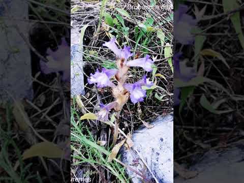 Βίντεο: Τι είναι τα βράκτια λουλουδιών - Μάθετε για τα φυτά με βράκτια